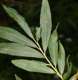 vrba  <i>(Salix ×bifida)</i> / List