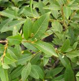 vrba  <i>(Salix ×nepetifolia)</i> / List