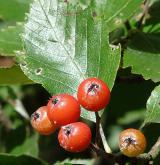 jeřáb český <i>(Sorbus bohemica)</i> / Plod