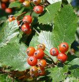 jeřáb český <i>(Sorbus bohemica)</i> / Plod