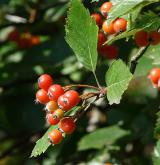 jeřáb český <i>(Sorbus bohemica)</i> / Plod