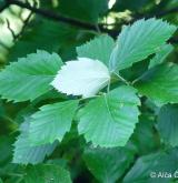 jeřáb džbánský <i>(Sorbus gemella)</i> / List