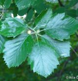 jeřáb džbánský <i>(Sorbus gemella)</i> / List