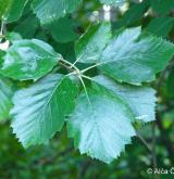jeřáb džbánský <i>(Sorbus gemella)</i> / List