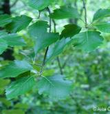 jeřáb džbánský <i>(Sorbus gemella)</i> / List