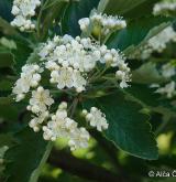 jeřáb prostřední <i>(Sorbus intermedia)</i> / Květ/Květenství