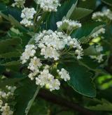 jeřáb prostřední <i>(Sorbus intermedia)</i> / Květ/Květenství
