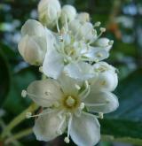 jeřáb prostřední <i>(Sorbus intermedia)</i> / Květ/Květenství