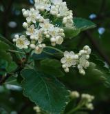 jeřáb prostřední <i>(Sorbus intermedia)</i> / Květ/Květenství