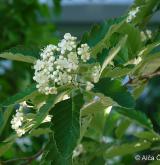 jeřáb prostřední <i>(Sorbus intermedia)</i> / Květ/Květenství