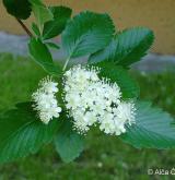 jeřáb Mougeotův <i>(Sorbus mougeotii)</i> / Květ/Květenství