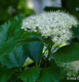 jeřáb Mougeotův <i>(Sorbus mougeotii)</i> / Květ/Květenství
