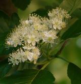 jeřáb Mougeotův <i>(Sorbus mougeotii)</i> / Květ/Květenství