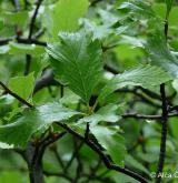 jeřáb bezděský <i>(Sorbus pauca)</i> / List