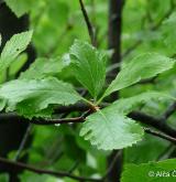 jeřáb bezděský <i>(Sorbus pauca)</i> / List