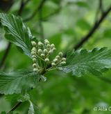 jeřáb bezděský <i>(Sorbus pauca)</i> / List