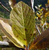 jeřáb sudetský <i>(Sorbus sudetica)</i> / List
