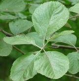 jeřáb řecký <i>(Sorbus graeca)</i> / List