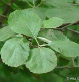 jeřáb řecký <i>(Sorbus graeca)</i> / List