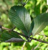 jeřáb řecký <i>(Sorbus graeca)</i> / List