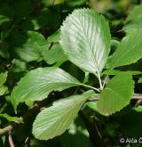 jeřáb řecký <i>(Sorbus graeca)</i> / List