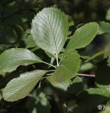 jeřáb řecký <i>(Sorbus graeca)</i> / List