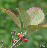 jeřáb řecký <i>(Sorbus graeca)</i> / List