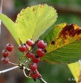 jeřáb řecký <i>(Sorbus graeca)</i> / List