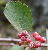 jeřáb řecký <i>(Sorbus graeca)</i> / List