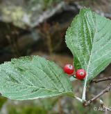 jeřáb řecký <i>(Sorbus graeca)</i> / List