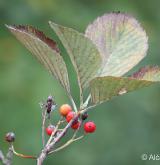 jeřáb řecký <i>(Sorbus graeca)</i> / List