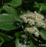 jeřáb řecký <i>(Sorbus graeca)</i> / List