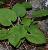 violka chlumní <i>(Viola collina)</i> / Habitus