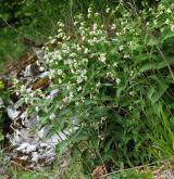 tolita lékařská <i>(Vincetoxicum hirundinaria)</i> / Habitus