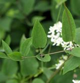 plamének přímý <i>(Clematis recta)</i> / List