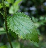 kopřiva lužní <i>(Urtica kioviensis)</i>