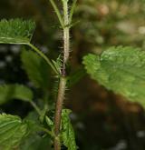 kopřiva lužní <i>(Urtica kioviensis)</i>