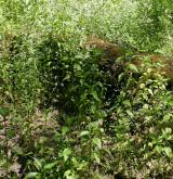 kopřiva lužní <i>(Urtica kioviensis)</i>