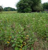 Ruderální vegetace dvouletých až víceletých druhů na mělkých kamenitých substrátech <i>(Dauco carotae-Melilotion)</i> / Porost