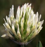 jetel panonský <i>(Trifolium pannonicum)</i> / Květ/Květenství