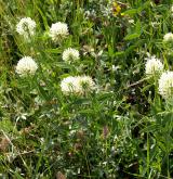 jetel panonský <i>(Trifolium pannonicum)</i> / Habitus