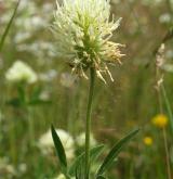 jetel panonský <i>(Trifolium pannonicum)</i> / Habitus