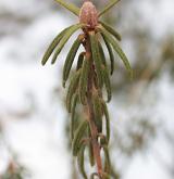 rojovník bahenní <i>(Rhododendron tomentosum)</i>