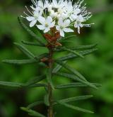 rojovník bahenní <i>(Rhododendron tomentosum)</i>