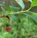 brusnice bahenní <i>(Vaccinium uliginosum)</i> / Květ/Květenství
