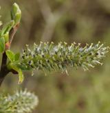 vrba popelavá <i>(Salix cinerea)</i> / Květ/Květenství