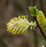 vrba ušatá <i>(Salix aurita)</i> / Květ/Květenství