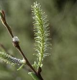 vrba ušatá <i>(Salix aurita)</i> / Květ/Květenství