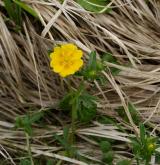 mochna zlatá <i>(Potentilla aurea)</i> / Habitus