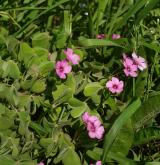 šťavel cibulkatý <i>(Oxalis debilis)</i> / Habitus